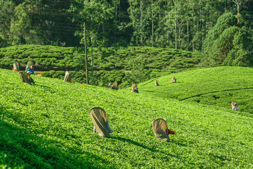 Sri Lanka, Nuwara Eliya, Mackwoods  Labookellie, tea plantation, Tea pickers at work