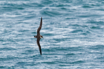 A Great Shearwater seabird in flight over the ocean.