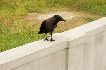 Black raven on a white stone fence. Green grass on the background