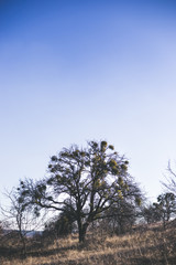 Parasitic European mistletoe or common mistletoe Viscum on the tree.