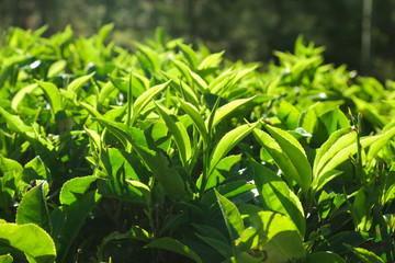 Sri Lanka, Nuwara Eliya, Mackwoods  Labookellie, tea plantation, 3 upper tea leaves