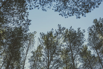 Pine forest in the autumn