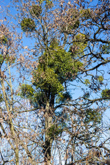 Parasitic European mistletoe or common mistletoe Viscum on the tree.