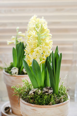 Yellow hyacinth flower in ceramic pot.