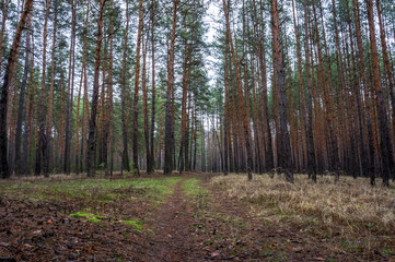 Obraz premium Old road in the pine forest in autumn time.