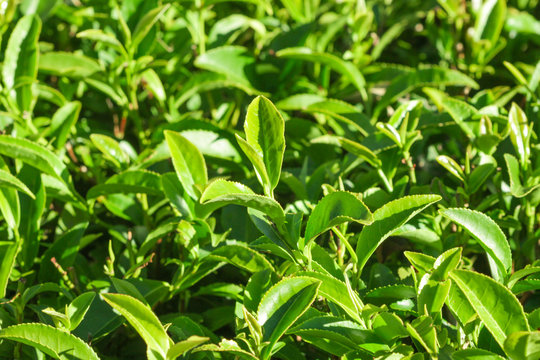 Sri Lanka, Nuwara Eliya, Mackwoods  Labookellie, tea plantation, 3 upper tea leaves