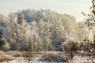 beautifully covered with snow-white frost on a frosty winter day