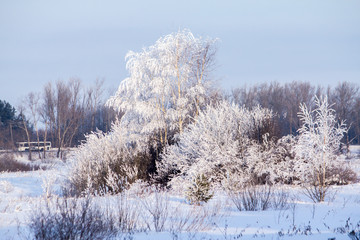 beautifully covered with snow-white frost on a frosty winter day