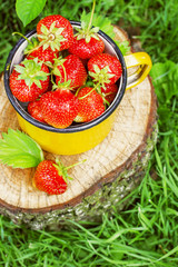 Fresh strawberries in a metal mug in the garden