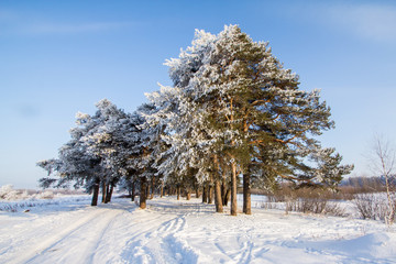Majestic spruce with beautifully covered with hoarfrost branches