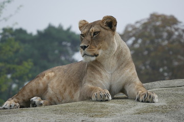 Lion