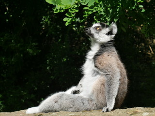 Fototapeta premium Lemur