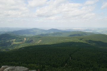 Fototapeta premium Forest 