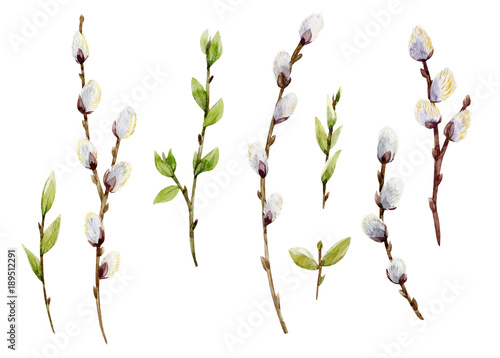 "Watercolor willow tree set" Fotos de archivo e imágenes libres de