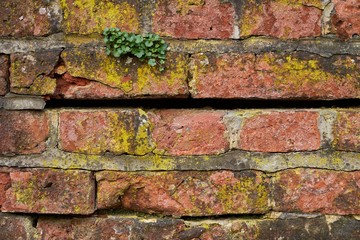 OLd brick wall in a historic castle complex