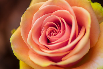 Macro shot of beautiful rose. Warm colors, romantic autumn background
