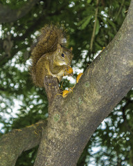 Squirrel at feeding time