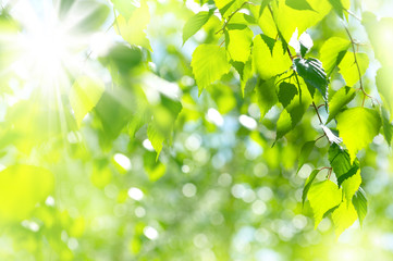 Fototapeta premium Wiosny jaskrawy naturalny tło z świeżymi brzoza liśćmi