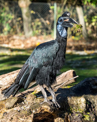 Hornvogel - Nördlicher Hornrabe