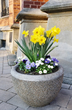 Pot with daffodil and pansy flowers