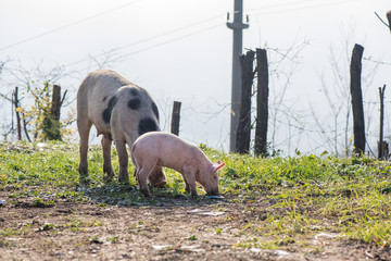Young pigs grazing grass high in the mountains. Though life, pollluted nature with garbage around.