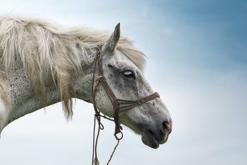 Portrait of a beautiful white horse with brown spots on a white and blue background