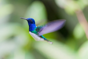White-chested hummingbird flapping its wings © ecuadorquerido