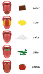 Tongue map with taste zones - sweet, sour, salty, bitter and umami represented by chocolate, lemon, salt, herbs and tomato.