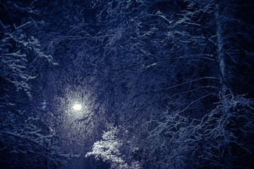 Lantern and beautiful snow covered branches against sky