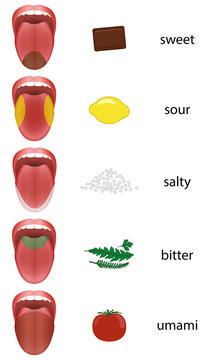 Tongue map with taste zones - sweet, sour, salty, bitter and umami represented by chocolate, lemon, salt, herbs and tomato.