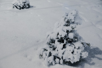 Fototapeta na wymiar Little coniferous tree in the snow. Small pine tree, in a snow-strewn city.