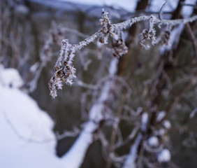 Tree branch covered with hoarfrost