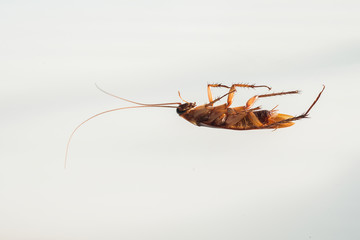 The cockroach dies on a white floor with empty space.