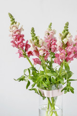 Pink matthiola flowers