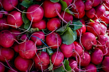 Radish