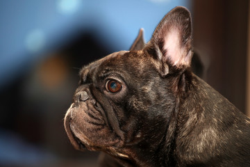 Black French Bulldog Home 