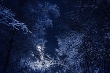 Lantern and beautiful snow covered branches against sky