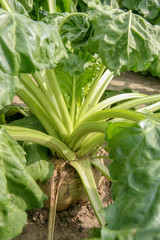 Runkelrüben Futterrüben Rübenfeld Rübe