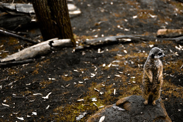 Cute meerkat looking at people in amazement 