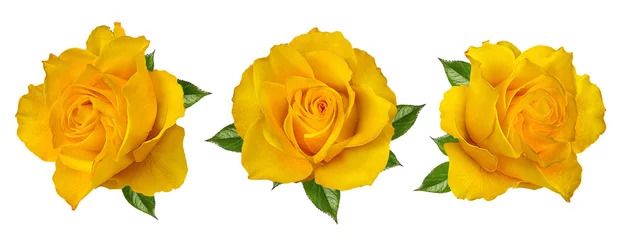 Poster Verse mooie gele roos geïsoleerd op een witte achtergrond met uitknippad © Ekaterina