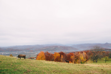 Fototapeta premium nature of the Carpathians, a cow grazing