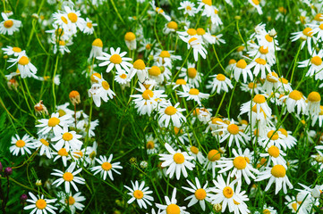 Fototapeta premium white daisies on blue sky