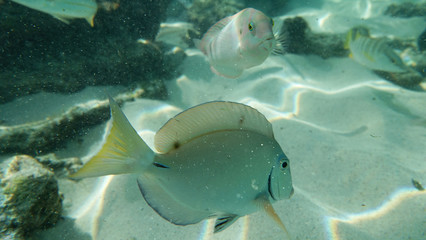 Fische in Karibischen Meer