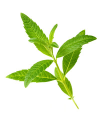 fresh lemon verbena isolated on white background