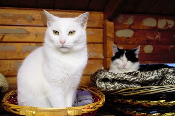 Colonia felina