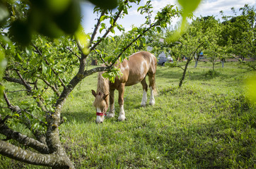 the brown horse is grazing the grass inside the stable in Garden