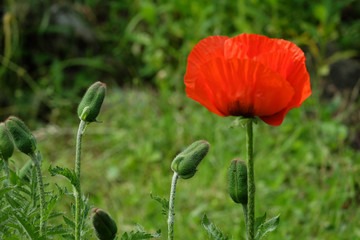Fototapeta premium Türkischer Riesenmohn