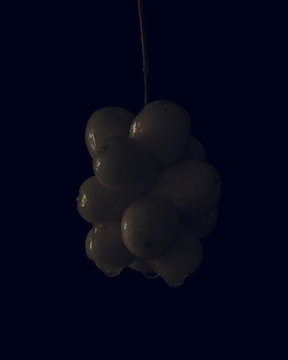 Wet snowberries on dark background