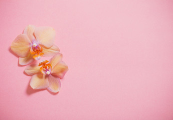 Obraz na płótnie Canvas orchids on pink background
