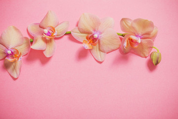 Fototapeta na wymiar orchids on pink background